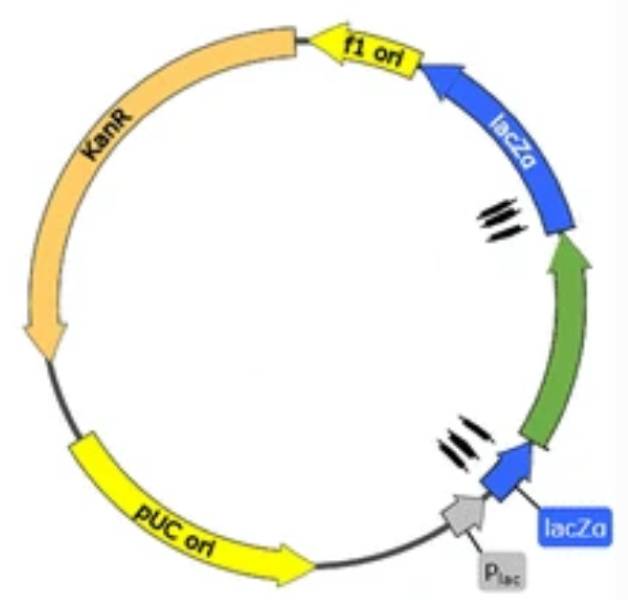 Biomarkers